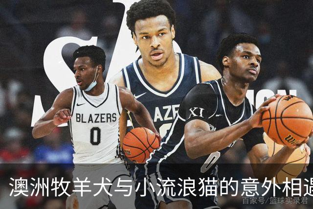 澳洲牧羊犬与小流浪猫的意外相遇：英雄就是你我他！